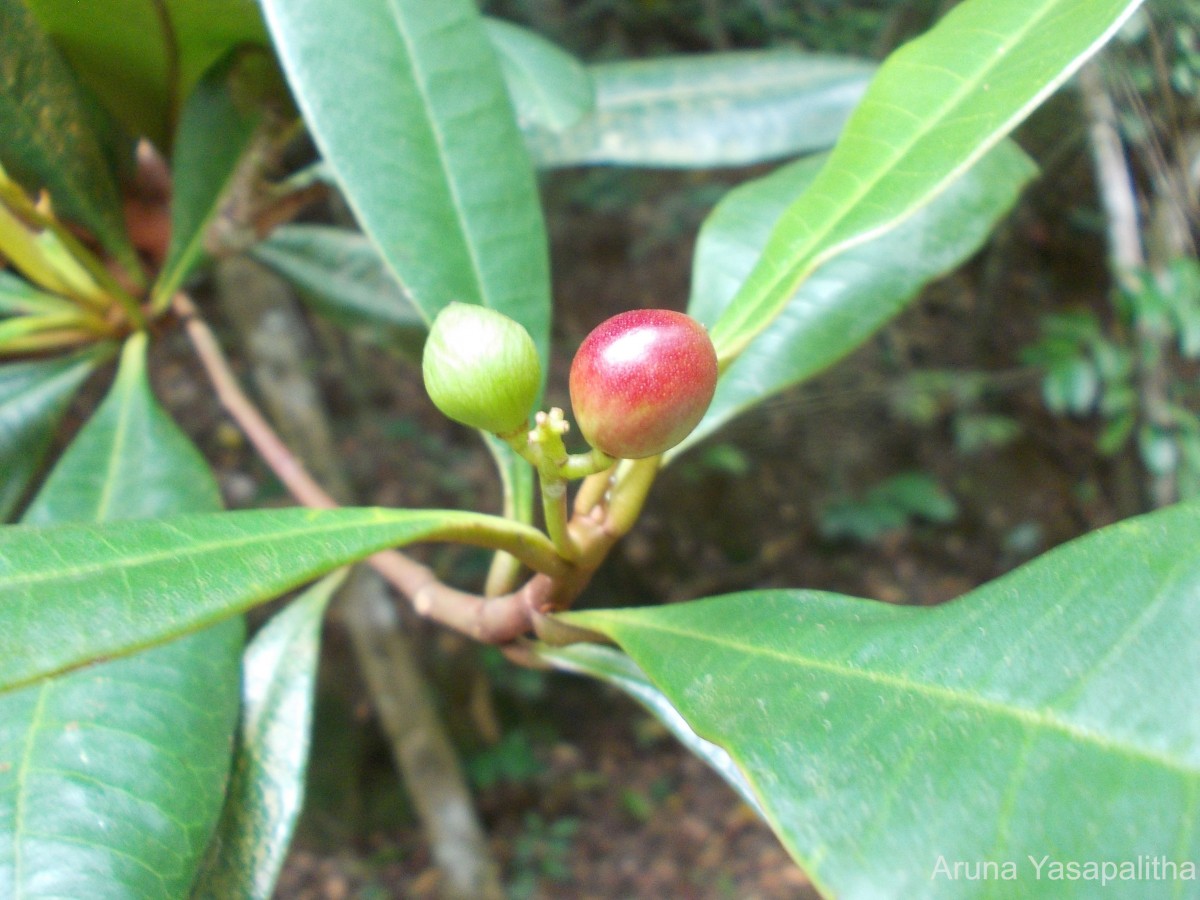 Campnosperma zeylanicum Thwaites